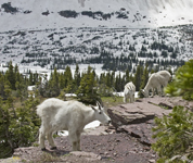 Mountain Goats in Glacier N.P